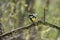 The Great Tit, Parus major, is sitting in color environment of wildlife, sÃ½kora koÅ Ë†adra